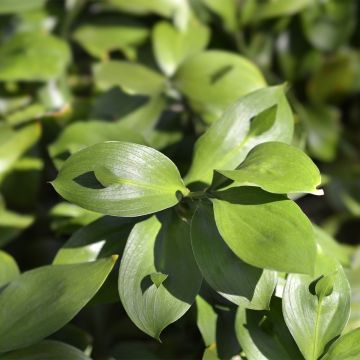 Ruscus hypoglossum