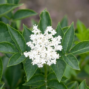 Sambucus nigra var. albida - Black Elder