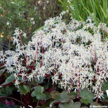 Saxifraga fortunei Rubrifolia