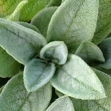 Stachys byzantina Big Ears