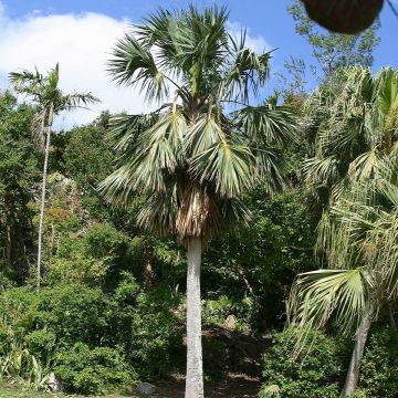 Sabal bermudana - Bermuda Palm