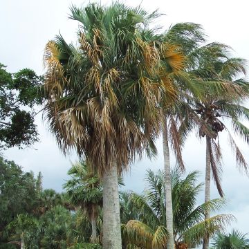 Sabal causarium - Puerto Rican hat palm