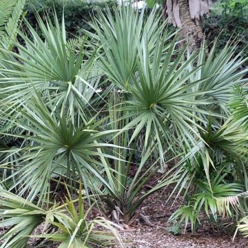 Sabal etonia - Scrub Palmetto