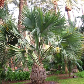 Sabal maritima - Jamaican Palmetto