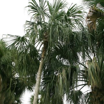 Sabal mauritiiformis - Trinidad Palm