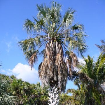 Sabal uresana - Sonoran Palmetto