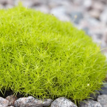 Sagina subulata Lime Moss