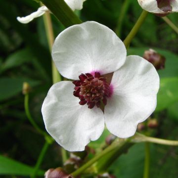 Sagittaria sagittifolia