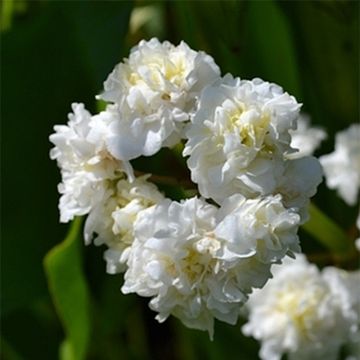 Sagittaria sagittifolia Flore Pleno