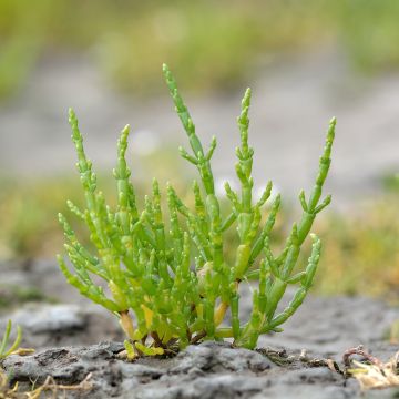 Salicornia europaea - European Glasswort, Sea Pickle