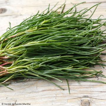 Japanese Glasswort NT - Ferme de Sainte Marthe seeds