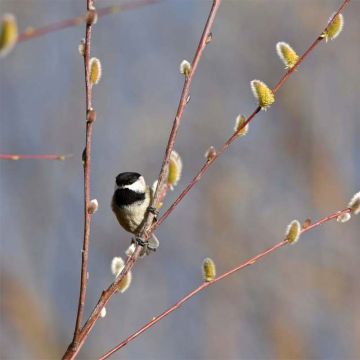 Salix acutifolia Blue Streak - Willow