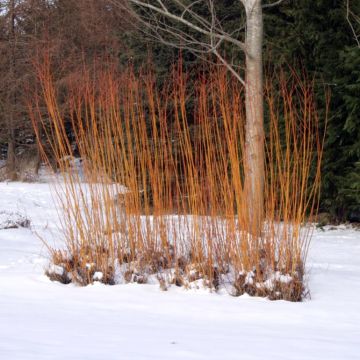 Salix alba Chermesina - White Willow