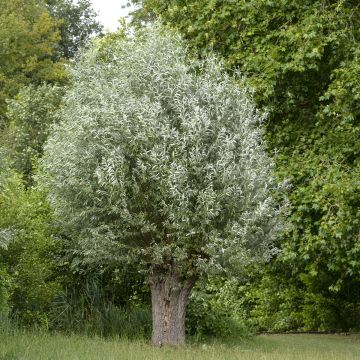 Salix alba Liempde - White Willow