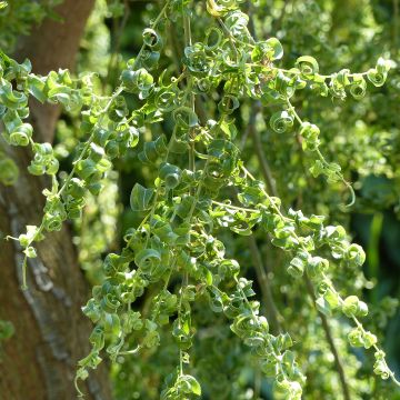 Salix babylonica Crispa - Weeping Willow