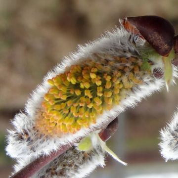 Salix caprea Gold-Bienenkätzchen - Great Sallow