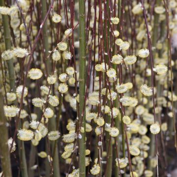 Salix caprea Kilmarnock - Great Sallow