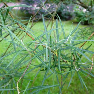 Salix elaeagnos subsp. angustifolia