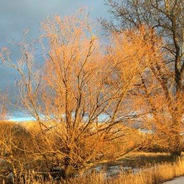 Salix fragilis - Crack Willow