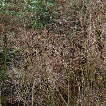 Salix gracilistyla - Black Willow