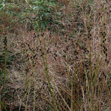 Saule griffe de loup - Salix gracilistyla melanostachys Kurome