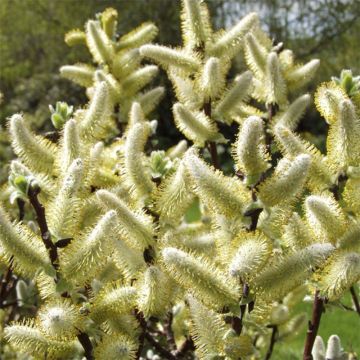 Salix hastata Wehrhahnii - Willow