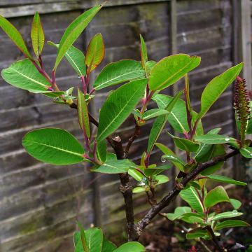 Salix magnifica - Willow