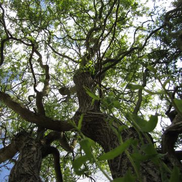 Salix matsudana (babylonica) Tortuosa