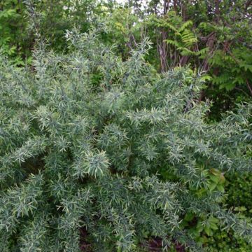 Salix purpurea Nana - Purple Willow