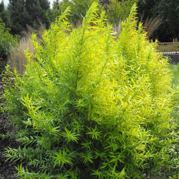 Salix sachalinensis Golden Sunshine