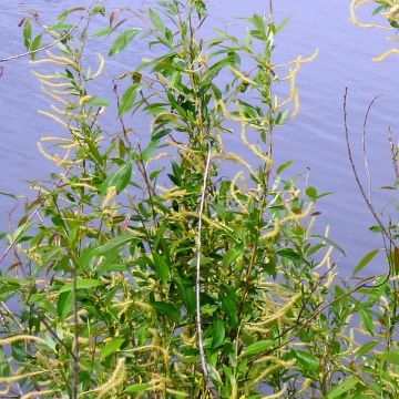 Salix triandra - Almond Willow