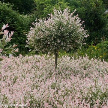 Salix integra Flamingo - Flamingo Willow