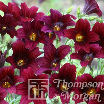 Salpiglossis sinuata Black Trumpets