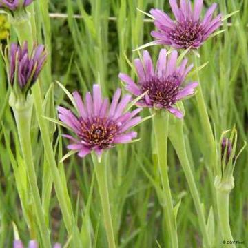 Tragopogon porrifolius - Salsify