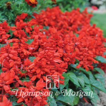 Salvia splendens Blaze of Fire Seeds- Scarlet Sage