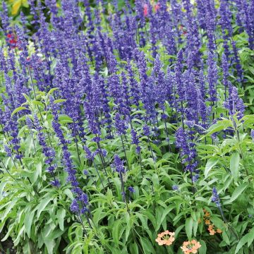 Salvia farinacea Blue Saga