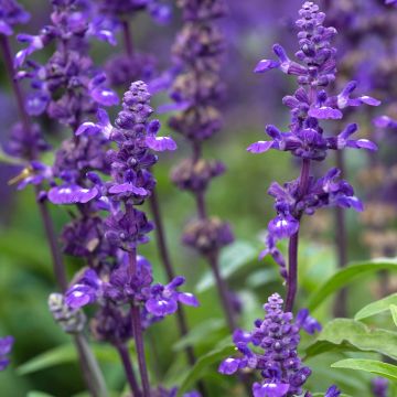 Salvia farinacea Victoria Blue - Mealy Cup Sage