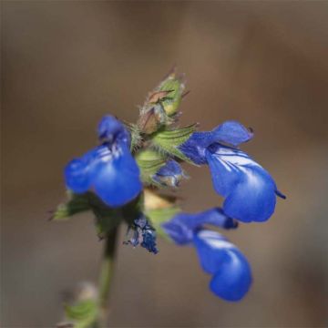 Salvia forreri 