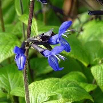 Salvia guaranitica Black and Blue - Shrubby Sage