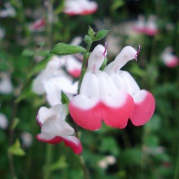 Salvia microphylla grahamii Hot Lips