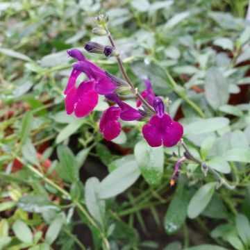 Salvia jamensis Violette de Loire