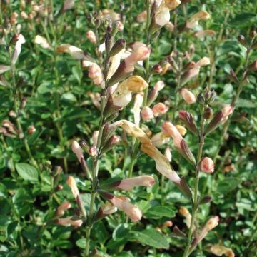 Salvia jamensis La Luna