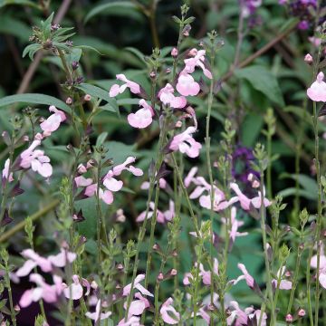 Salvia microphylla Anduus