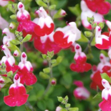 Salvia microphylla Little Kiss