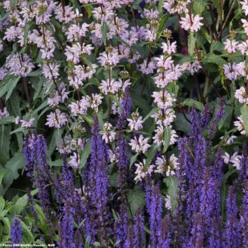 Salvia nemorosa Blauhügel - Woodland Sage