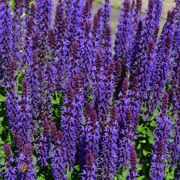 Salvia nemorosa Blue Bouquetta 'Alklf'