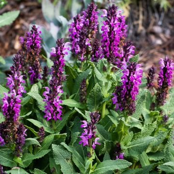 Salvia nemorosa Bumbleberry - Woodland Sage