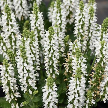 Salvia nemorosa Bumblesnow - Woodland Sage