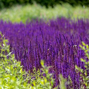 Salvia nemorosa Caradonna Compact - Woodland Sage