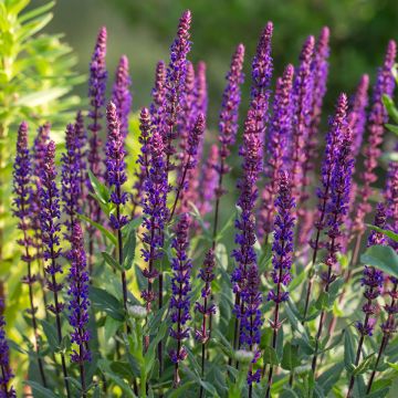 Salvia nemorosa Caradonna - Woodland Sage